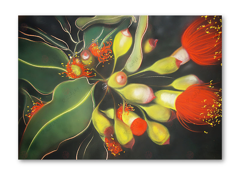 Red Flowering Gum 2009