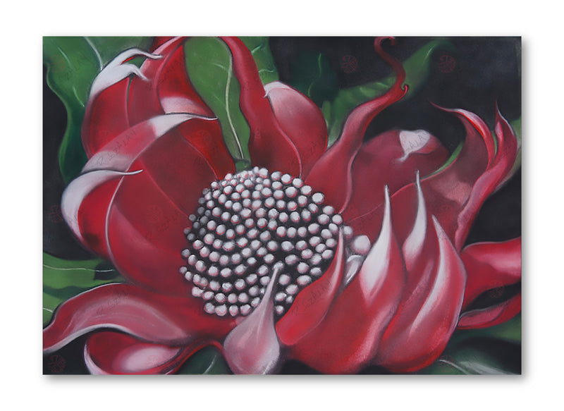 Red Waratah 2014